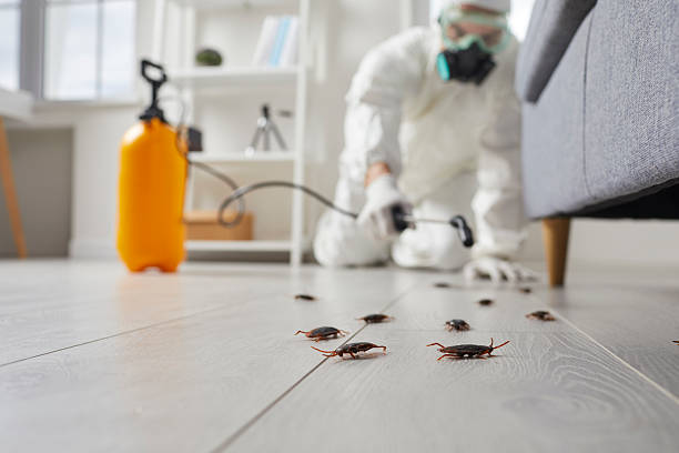 Affordable Termite Control solutions in Scenic, AZ